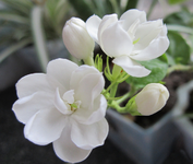 三伏天祛濕可以用這五招